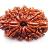 11 Mukhi Rudraksha